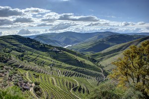 Vinícola Douro - Portugal