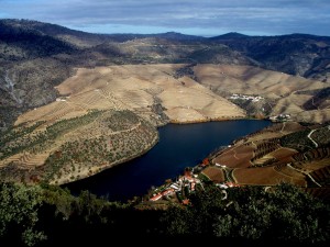 Vinícola Douro - Portugal