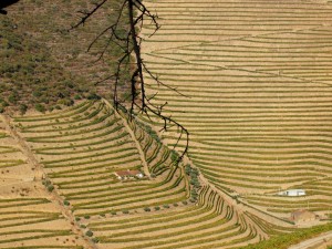 Vinícola Douro - Portugal
