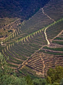 Vinícola Douro - Portugal