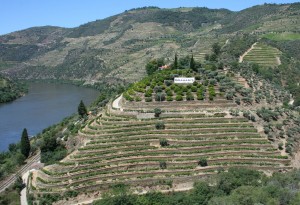 Vinícola Douro - Portugal
