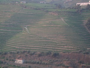 Vinícola Douro - Portugal