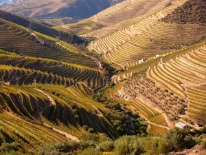 Vinícola Douro - Portugal