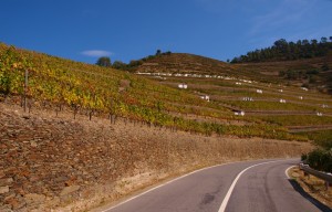 Vinícola Douro - Portugal
