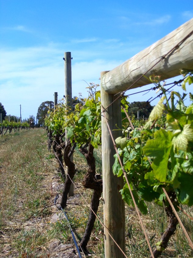 Lições da indústria do vinho